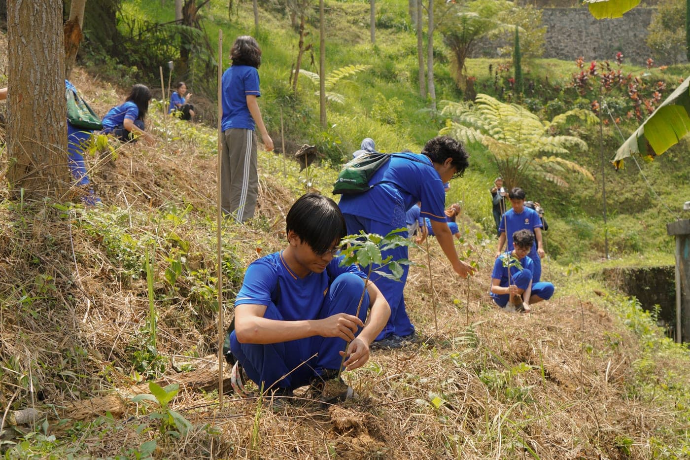 Sekelompok siswa berjongkok di lereng bukit sambil memasukkan bibit pohon ke dalam lubang tanam